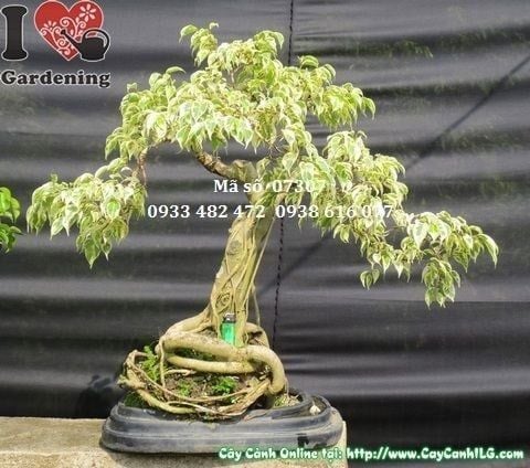 Cây Sanh Cẩm Thạch – Ý Nghĩa, Cách Chăm Sóc & Mua Bán Sỉ Lẻ Giá Tốt Tại TP.HCM