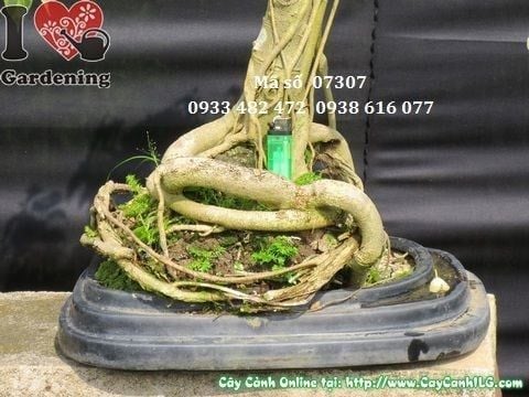Cây Sanh Cẩm Thạch – Ý Nghĩa, Cách Chăm Sóc & Mua Bán Sỉ Lẻ Giá Tốt Tại TP.HCM
