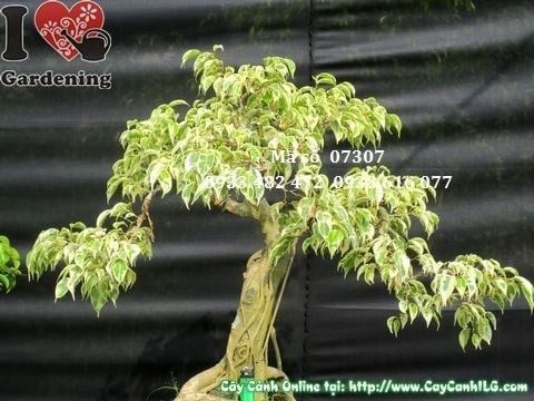Cây Sanh Cẩm Thạch – Ý Nghĩa, Cách Chăm Sóc & Mua Bán Sỉ Lẻ Giá Tốt Tại TP.HCM