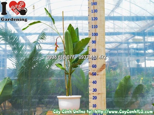 Cây Chậu Chuối Pháo – Ý Nghĩa, Cách Chăm Sóc & Mua Bán Sỉ Lẻ Giá Tốt Tại TP.HCM