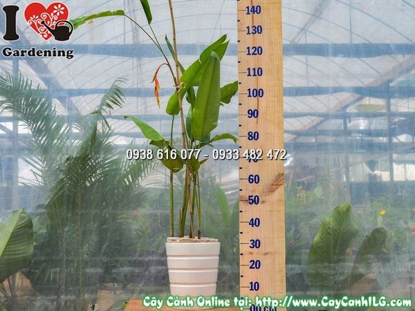 Cây Chậu Chuối Pháo – Ý Nghĩa, Cách Chăm Sóc & Mua Bán Sỉ Lẻ Giá Tốt Tại TP.HCM
