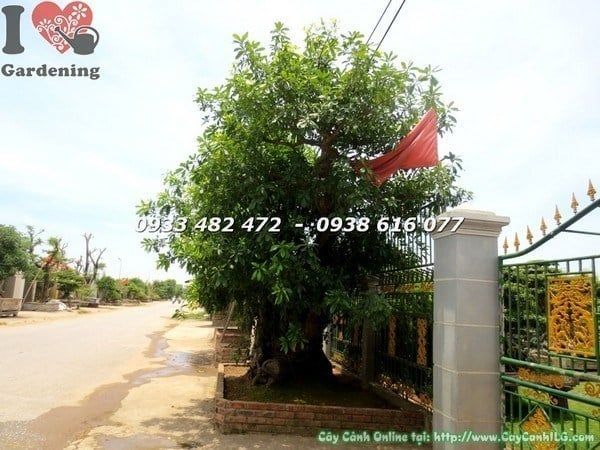 Cây Chiếc – Ý Nghĩa, Cách Chăm Sóc & Mua Bán Sỉ Lẻ Giá Tốt Tại TP.HCM