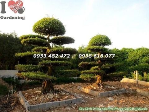 Cây Cặp Sanh Cảnh – Ý Nghĩa, Cách Chăm Sóc & Mua Bán Sỉ Lẻ Giá Tốt Tại TP.HCM
