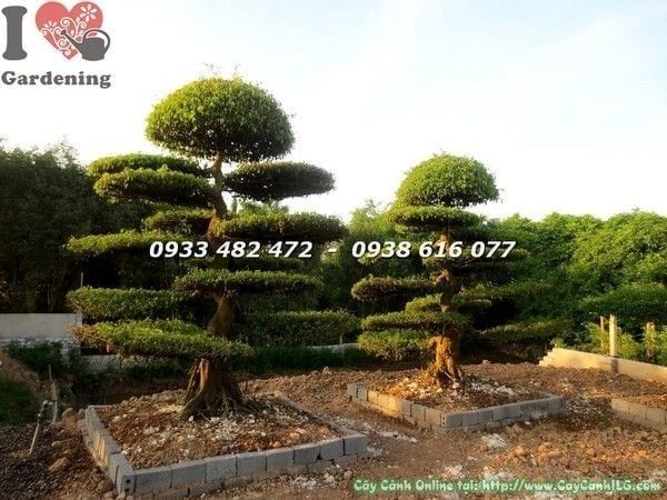 Cây Cặp Sanh Cảnh – Ý Nghĩa, Cách Chăm Sóc & Mua Bán Sỉ Lẻ Giá Tốt Tại TP.HCM