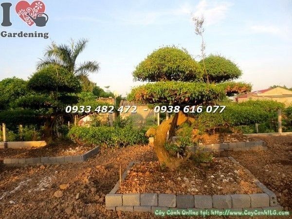 Cây Cặp Sanh Cảnh – Ý Nghĩa, Cách Chăm Sóc & Mua Bán Sỉ Lẻ Giá Tốt Tại TP.HCM