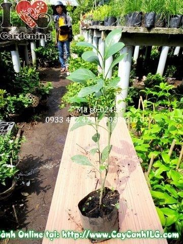 Cây Ắc Ó – Ý Nghĩa, Cách Chăm Sóc & Mua Bán Sỉ Lẻ Giá Tốt Tại TP.HCM