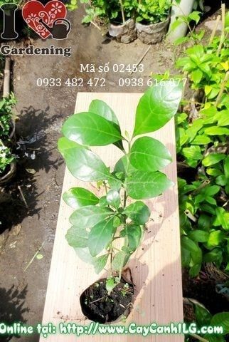 Cây Ắc Ó – Ý Nghĩa, Cách Chăm Sóc & Mua Bán Sỉ Lẻ Giá Tốt Tại TP.HCM