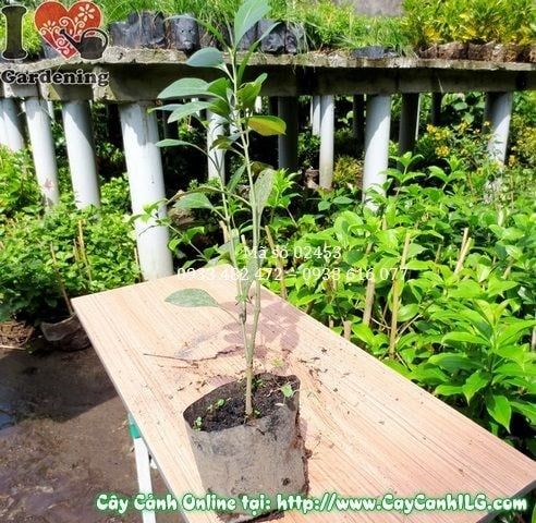 Cây Ắc Ó – Ý Nghĩa, Cách Chăm Sóc & Mua Bán Sỉ Lẻ Giá Tốt Tại TP.HCM