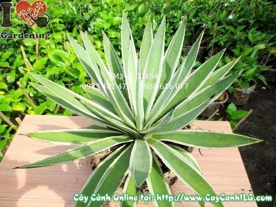 Cây Agao – Ý Nghĩa, Cách Chăm Sóc & Mua Bán Sỉ Lẻ Giá Tốt Tại TP.HCM