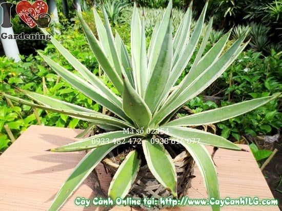 Cây Agao – Ý Nghĩa, Cách Chăm Sóc & Mua Bán Sỉ Lẻ Giá Tốt Tại TP.HCM
