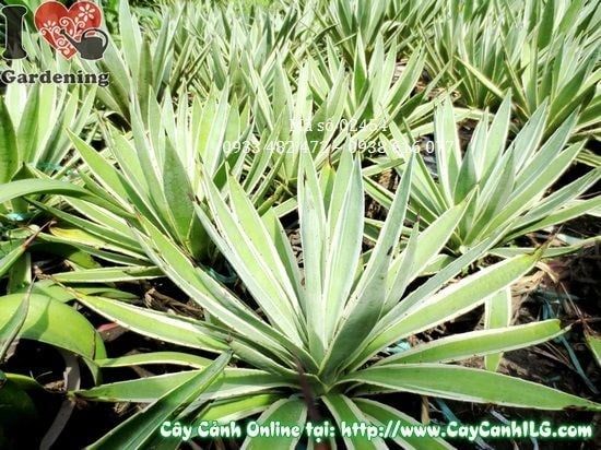 Cây Agao – Ý Nghĩa, Cách Chăm Sóc & Mua Bán Sỉ Lẻ Giá Tốt Tại TP.HCM