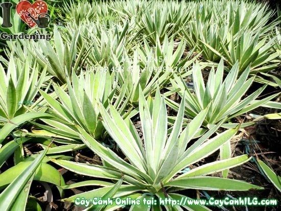 Cây Agao – Ý Nghĩa, Cách Chăm Sóc & Mua Bán Sỉ Lẻ Giá Tốt Tại TP.HCM