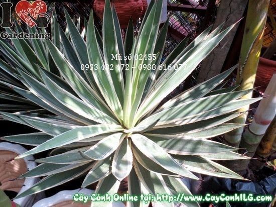 Cây Agao – Ý Nghĩa, Cách Chăm Sóc & Mua Bán Sỉ Lẻ Giá Tốt Tại TP.HCM