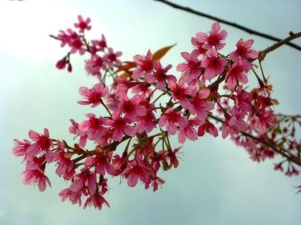 Cây Hoa Anh Đào – Ý Nghĩa, Cách Chăm Sóc & Mua Bán Sỉ Lẻ Giá Tốt Tại TP.HCM