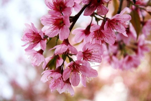Cây Hoa Anh Đào – Ý Nghĩa, Cách Chăm Sóc & Mua Bán Sỉ Lẻ Giá Tốt Tại TP.HCM
