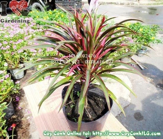 Cây Ánh Dương – Ý Nghĩa, Cách Chăm Sóc & Mua Bán Sỉ Lẻ Giá Tốt Tại TP.HCM