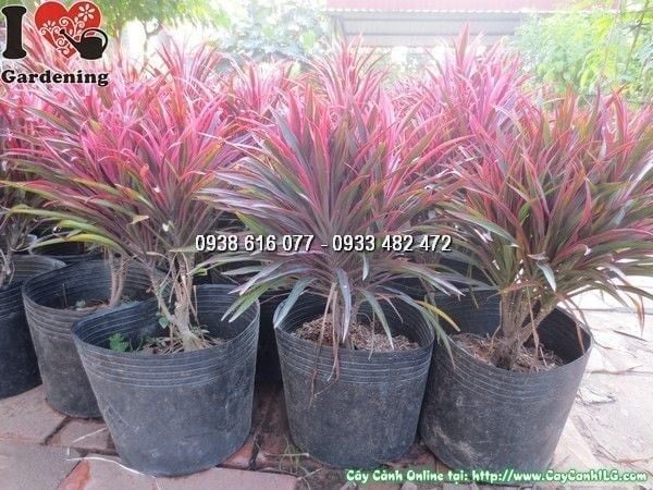 Cây Ánh Dương – Ý Nghĩa, Cách Chăm Sóc & Mua Bán Sỉ Lẻ Giá Tốt Tại TP.HCM