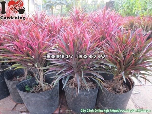 Cây Ánh Dương – Ý Nghĩa, Cách Chăm Sóc & Mua Bán Sỉ Lẻ Giá Tốt Tại TP.HCM