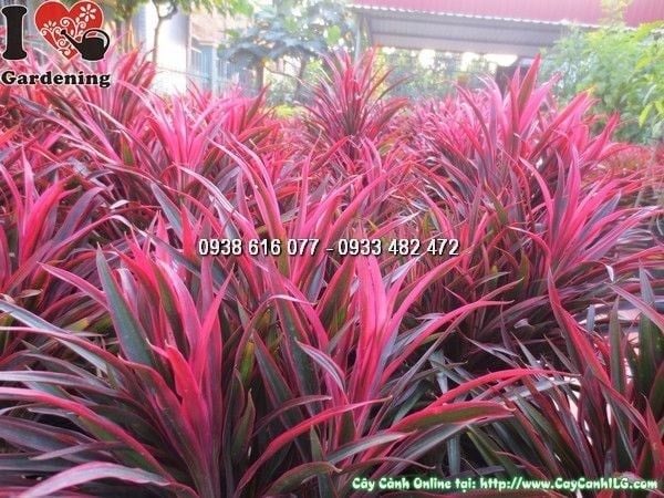 Cây Ánh Dương – Ý Nghĩa, Cách Chăm Sóc & Mua Bán Sỉ Lẻ Giá Tốt Tại TP.HCM