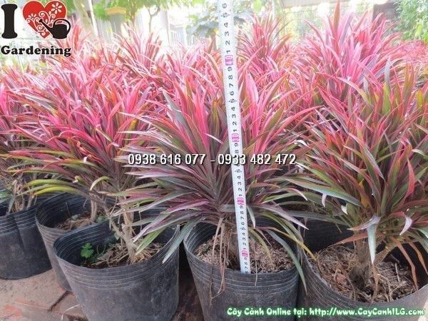 Cây Ánh Dương – Ý Nghĩa, Cách Chăm Sóc & Mua Bán Sỉ Lẻ Giá Tốt Tại TP.HCM