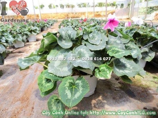 Cây Anh Thảo – Ý Nghĩa, Cách Chăm Sóc & Mua Bán Sỉ Lẻ Giá Tốt Tại TP.HCM