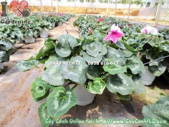 Cây Anh Thảo – Ý Nghĩa, Cách Chăm Sóc & Mua Bán Sỉ Lẻ Giá Tốt Tại TP.HCM