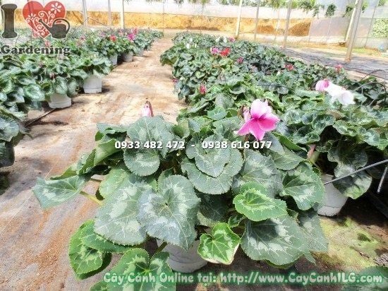 Cây Anh Thảo – Ý Nghĩa, Cách Chăm Sóc & Mua Bán Sỉ Lẻ Giá Tốt Tại TP.HCM