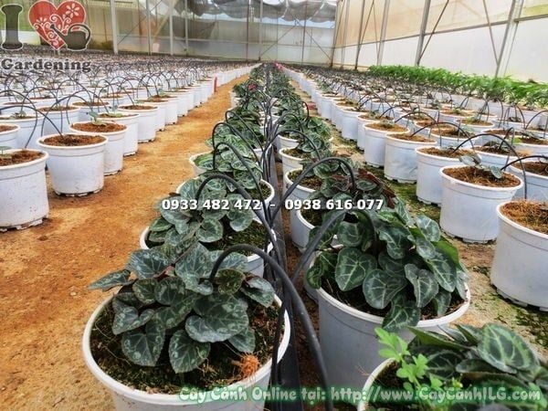 Cây Anh Thảo – Ý Nghĩa, Cách Chăm Sóc & Mua Bán Sỉ Lẻ Giá Tốt Tại TP.HCM