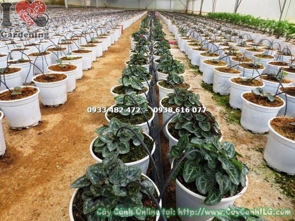 Cây Anh Thảo – Ý Nghĩa, Cách Chăm Sóc & Mua Bán Sỉ Lẻ Giá Tốt Tại TP.HCM
