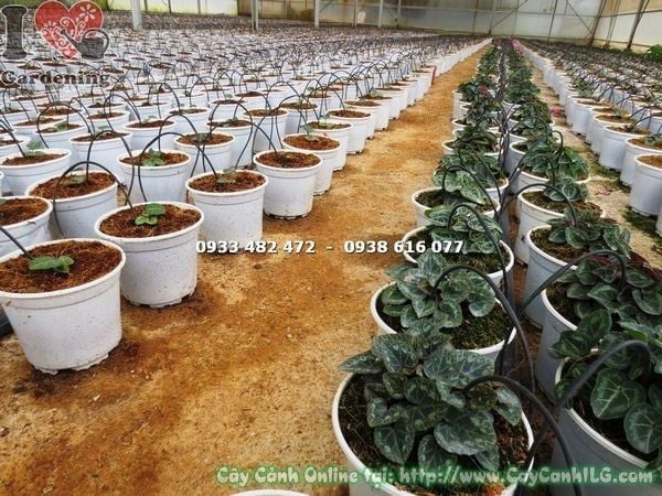Cây Anh Thảo – Ý Nghĩa, Cách Chăm Sóc & Mua Bán Sỉ Lẻ Giá Tốt Tại TP.HCM