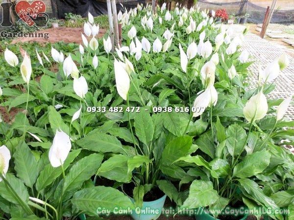 Cây Bạch Hạc – Ý Nghĩa, Cách Chăm Sóc & Mua Bán Sỉ Lẻ Giá Tốt Tại TP.HCM