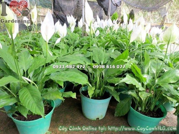 Cây Bạch Hạc – Ý Nghĩa, Cách Chăm Sóc & Mua Bán Sỉ Lẻ Giá Tốt Tại TP.HCM