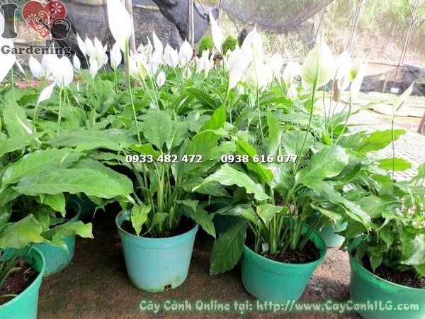 Cây Bạch Hạc – Ý Nghĩa, Cách Chăm Sóc & Mua Bán Sỉ Lẻ Giá Tốt Tại TP.HCM