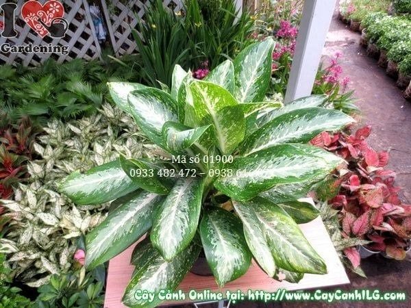 Cây Bạch Mã Hoàng Tử – Ý Nghĩa, Cách Chăm Sóc & Mua Bán Sỉ Lẻ Giá Tốt Tại TP.HCM