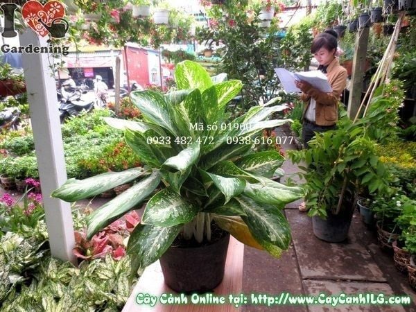 Cây Bạch Mã Hoàng Tử – Ý Nghĩa, Cách Chăm Sóc & Mua Bán Sỉ Lẻ Giá Tốt Tại TP.HCM