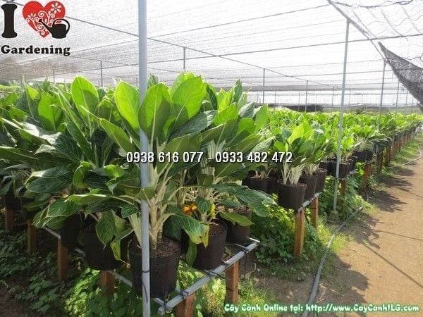 Cây Bạch Mã Hoàng Tử – Ý Nghĩa, Cách Chăm Sóc & Mua Bán Sỉ Lẻ Giá Tốt Tại TP.HCM