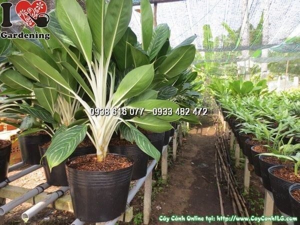 Cây Bạch Mã Hoàng Tử – Ý Nghĩa, Cách Chăm Sóc & Mua Bán Sỉ Lẻ Giá Tốt Tại TP.HCM