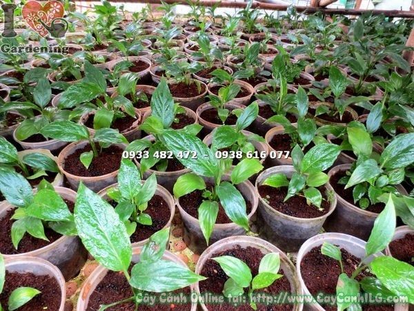 Cây Bạch Hạc – Ý Nghĩa, Cách Chăm Sóc & Mua Bán Sỉ Lẻ Giá Tốt Tại TP.HCM