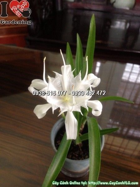 Cây Bạch Trinh – Ý Nghĩa, Cách Chăm Sóc & Mua Bán Sỉ Lẻ Giá Tốt Tại TP.HCM