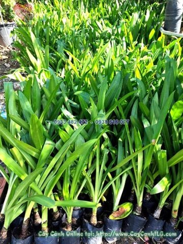 Cây Bạch Trinh – Ý Nghĩa, Cách Chăm Sóc & Mua Bán Sỉ Lẻ Giá Tốt Tại TP.HCM