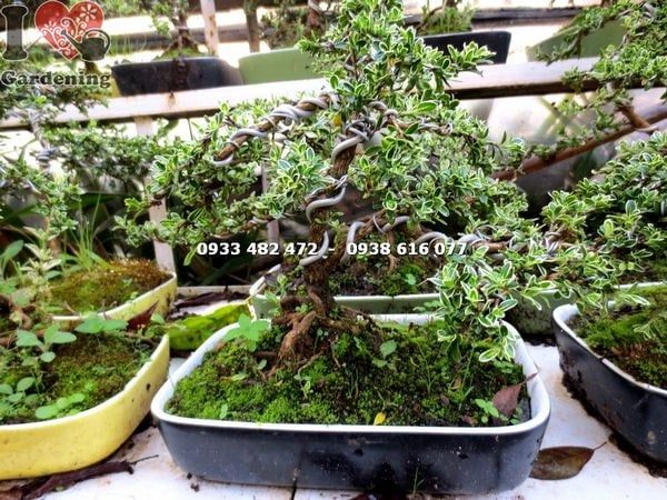 Cây Bạch Tuyết Mai – Ý Nghĩa, Cách Chăm Sóc & Mua Bán Sỉ Lẻ Giá Tốt Tại TP.HCM