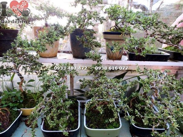 Cây Bạch Tuyết Mai – Ý Nghĩa, Cách Chăm Sóc & Mua Bán Sỉ Lẻ Giá Tốt Tại TP.HCM