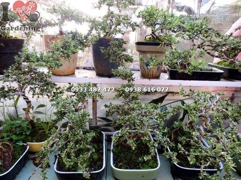 Cây Bạch Tuyết Mai – Ý Nghĩa, Cách Chăm Sóc & Mua Bán Sỉ Lẻ Giá Tốt Tại TP.HCM