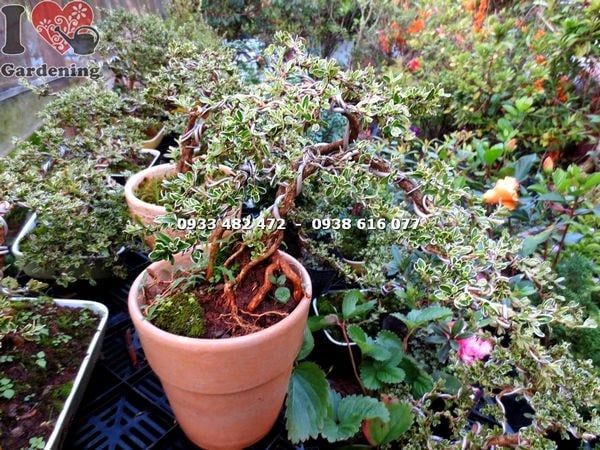 Cây Bạch Tuyết Mai – Ý Nghĩa, Cách Chăm Sóc & Mua Bán Sỉ Lẻ Giá Tốt Tại TP.HCM