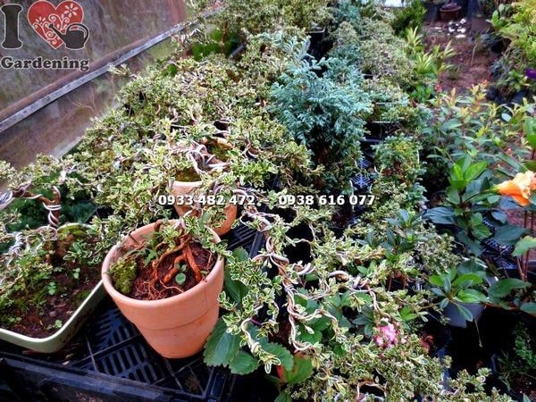 Cây Bạch Tuyết Mai – Ý Nghĩa, Cách Chăm Sóc & Mua Bán Sỉ Lẻ Giá Tốt Tại TP.HCM