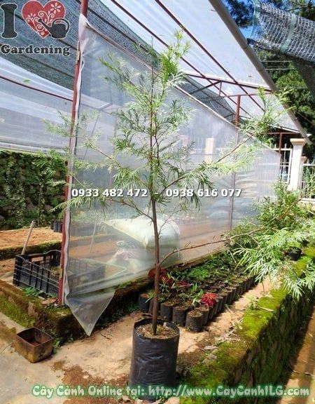 Cây Bách Xanh – Ý Nghĩa, Cách Chăm Sóc & Mua Bán Sỉ Lẻ Giá Tốt Tại TP.HCM