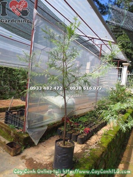 Cây Bách Xanh – Ý Nghĩa, Cách Chăm Sóc & Mua Bán Sỉ Lẻ Giá Tốt Tại TP.HCM
