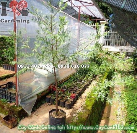 Cây Bách Xanh – Ý Nghĩa, Cách Chăm Sóc & Mua Bán Sỉ Lẻ Giá Tốt Tại TP.HCM