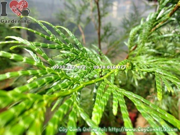 Cây Bách Xanh – Ý Nghĩa, Cách Chăm Sóc & Mua Bán Sỉ Lẻ Giá Tốt Tại TP.HCM