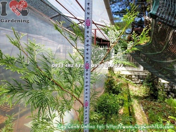 Cây Bách Xanh – Ý Nghĩa, Cách Chăm Sóc & Mua Bán Sỉ Lẻ Giá Tốt Tại TP.HCM